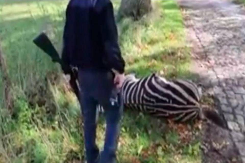 Zebra fugge dal circo, ma viene abbattuta