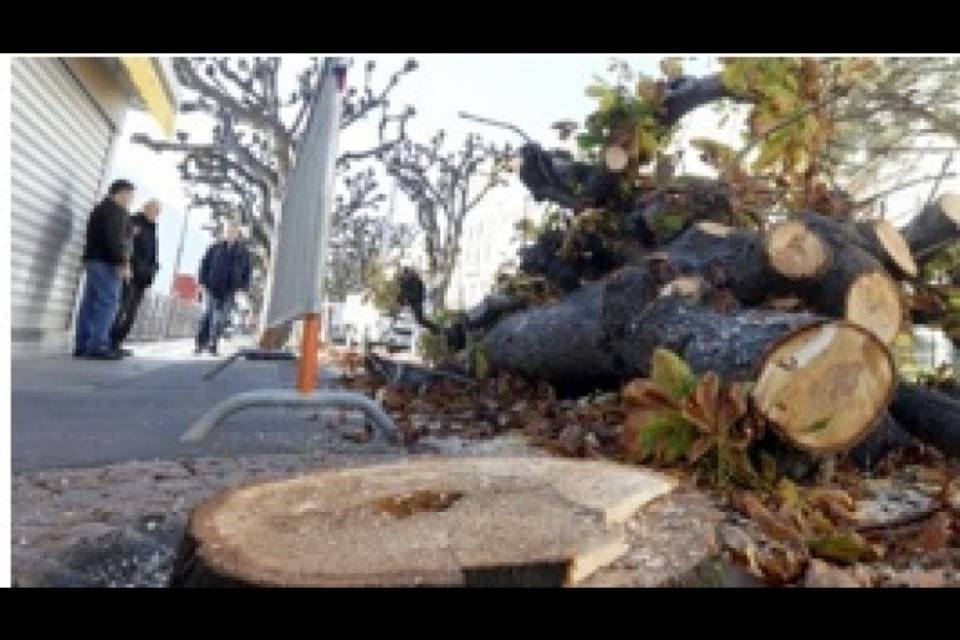 Abbattimento di alberi: "Bellinzona come Lugano?"