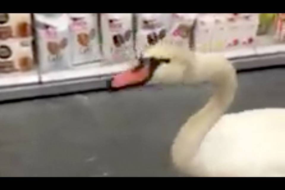 Un cigno in visita alla Coop di Magliaso