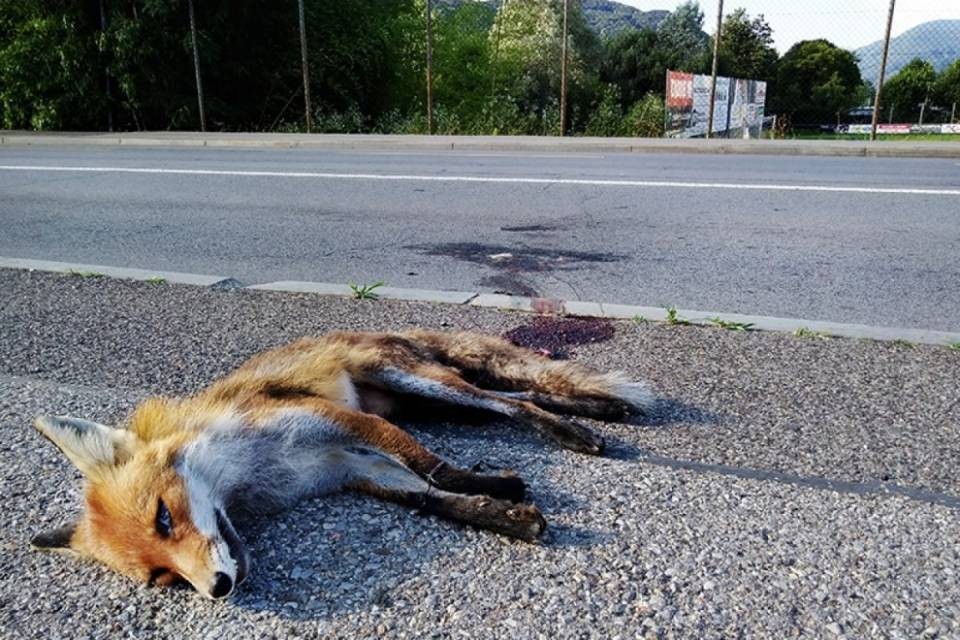 Agno, volpe ritrovata morta nei pressi del campo sportivo