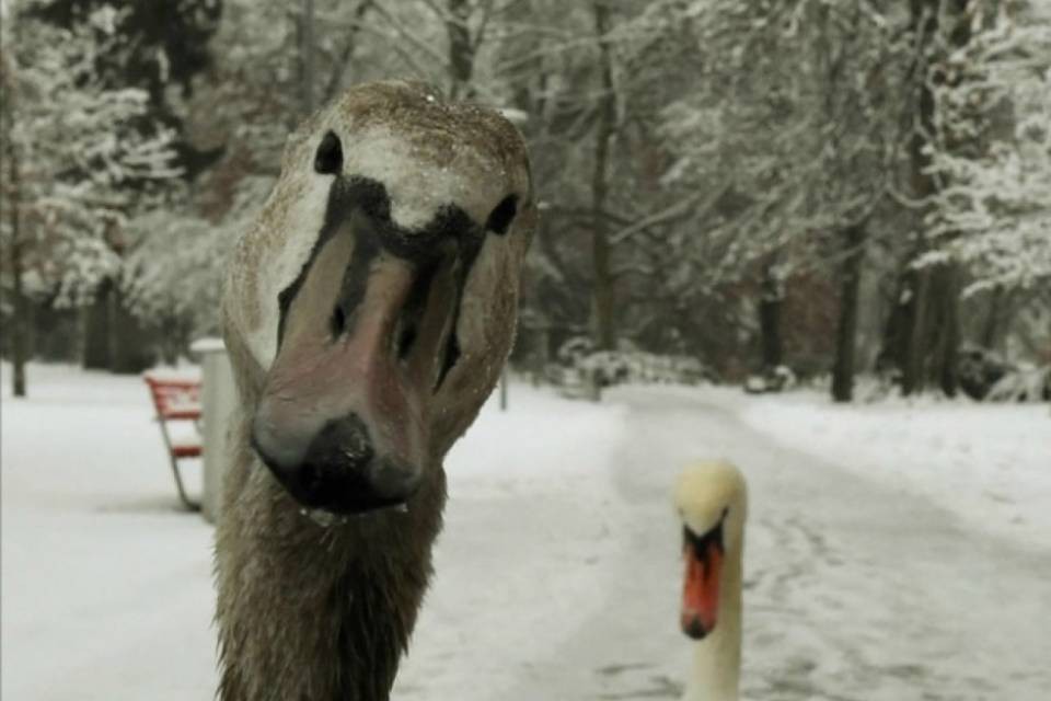 Un cigno sull'A2, pericolo rientrato