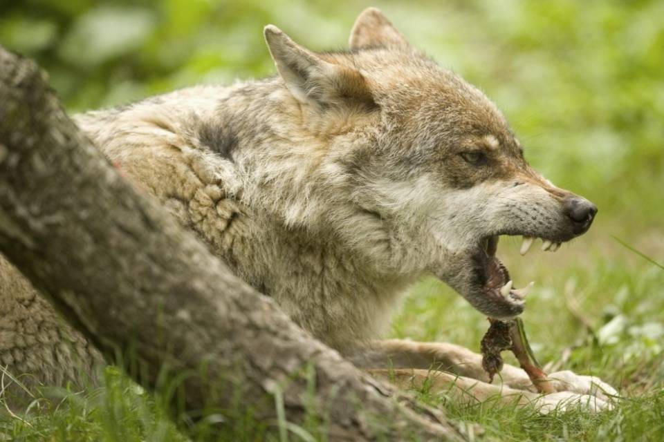 Troppi attacchi dei lupi, "Fate qualcosa"