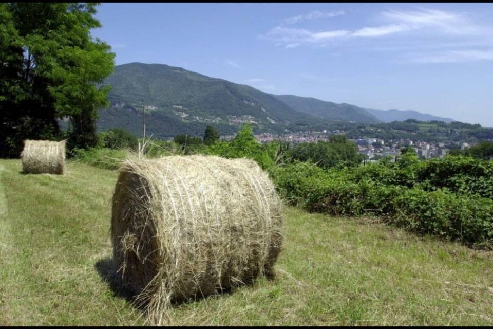 Fieno, il Ticino piange