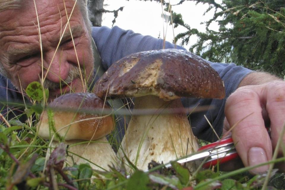 Approvato il patentino per fungiatt