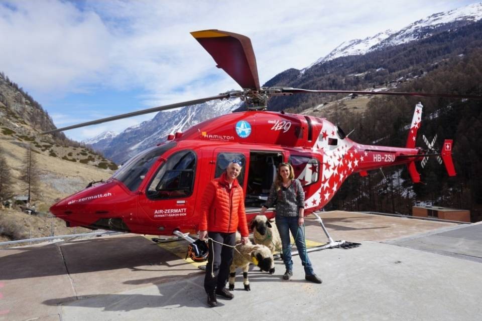 Pecore da soccorso, presto una realtà?