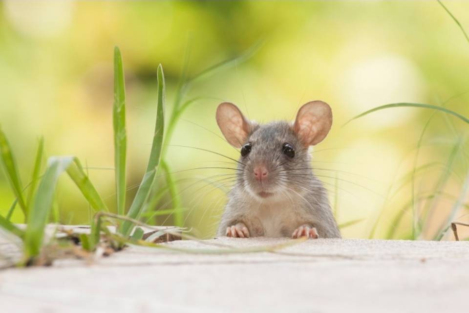 Prodotte milioni di cellule staminali dall'embrione del topo