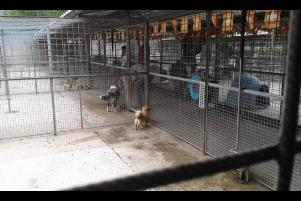Alì e Brhane, l'amore per gli animali che abbatte le barriere