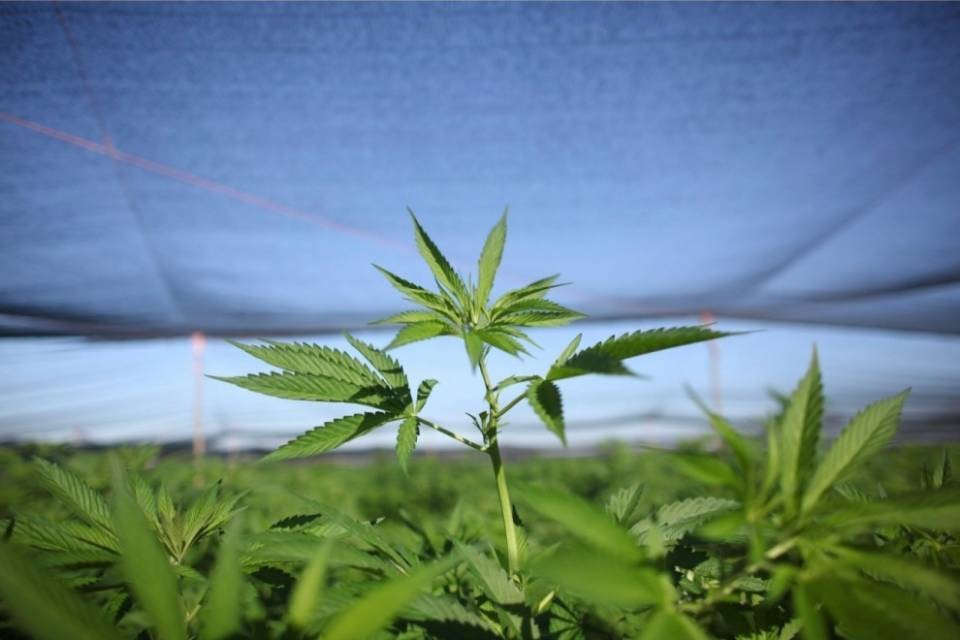 La canapa light sarà discussa in Consiglio di Stato