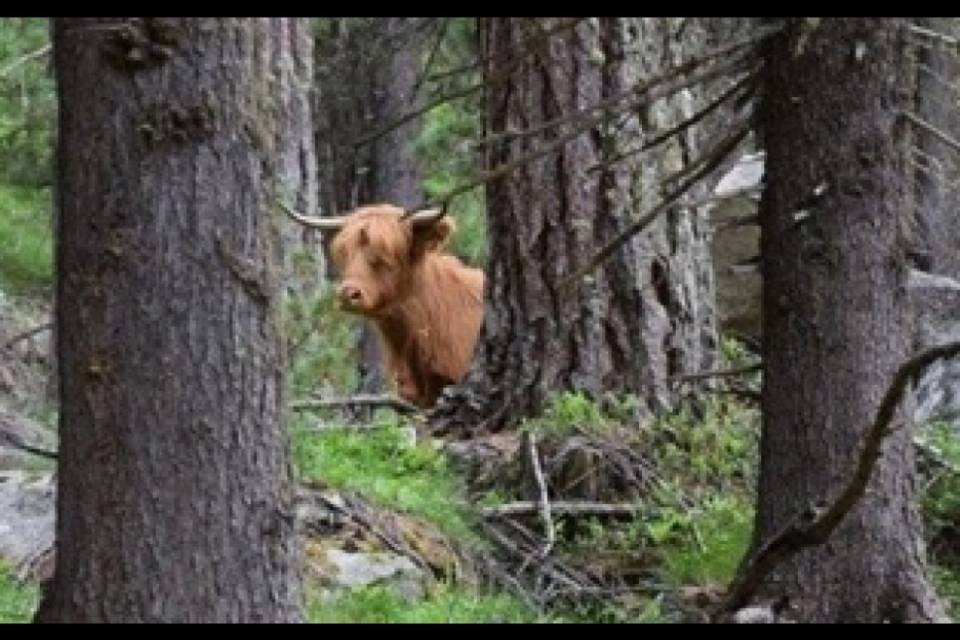 La mucca Ilana in fuga dalla polizia