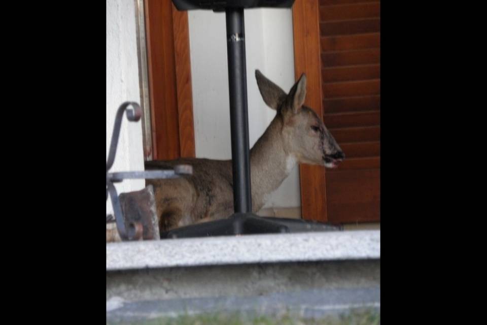 La SPAB salva un giovane capriolo a Minusio