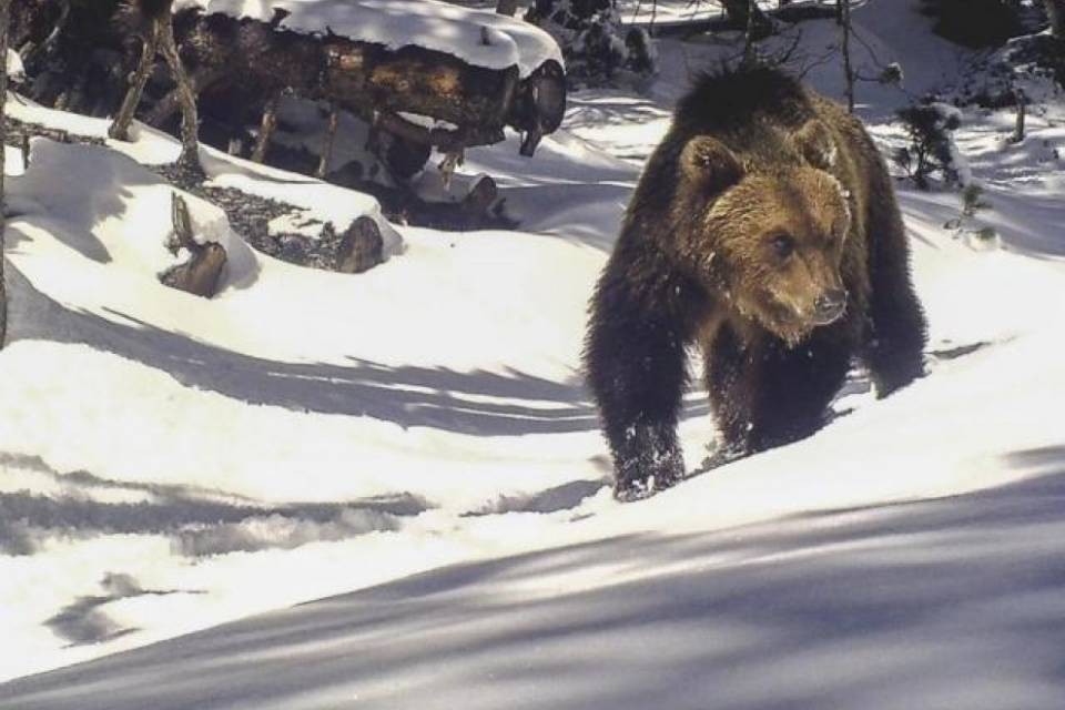 L'orso è tornato a colpire nei Grigioni