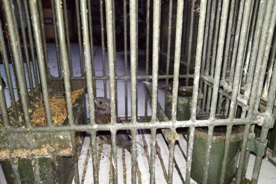 Teneva uccelli rari in casa: bracconiere nei guai