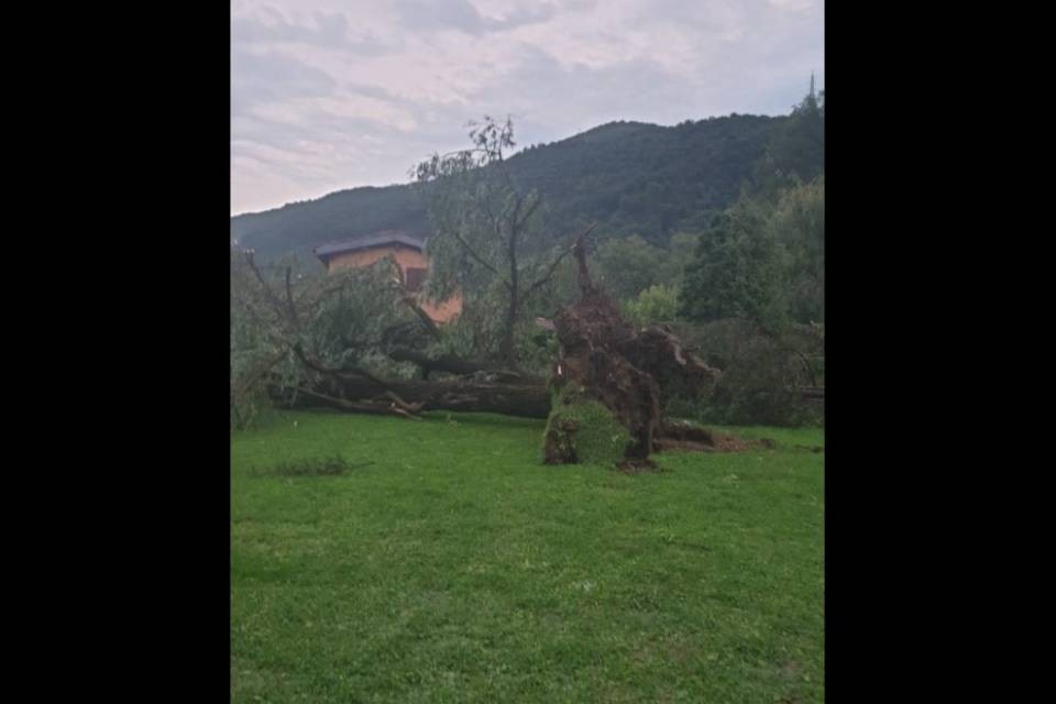 Il maltempo sradica gli alberi di Figino