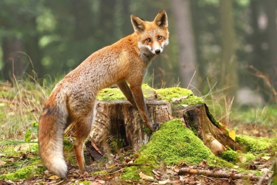 Volpi affette da cimurro nei Grigioni, pericolo per i cani