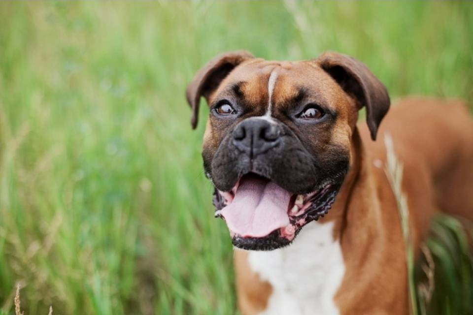 "Voglio tenermi il cane", ma il Tribunale federale dice no