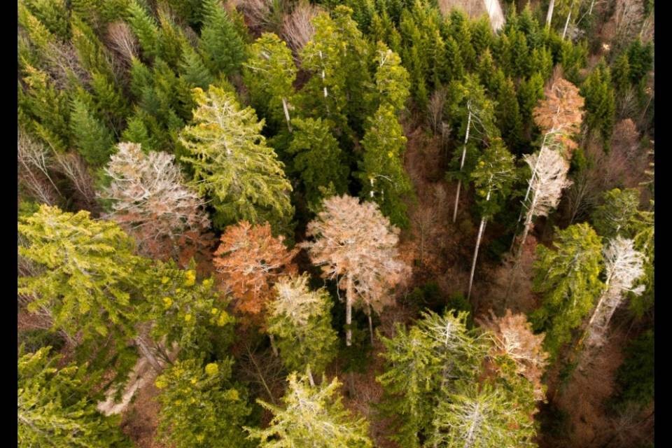 Le foreste svizzere soffrono la siccità