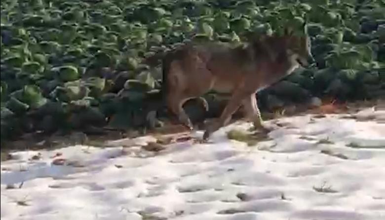 Screenshot video