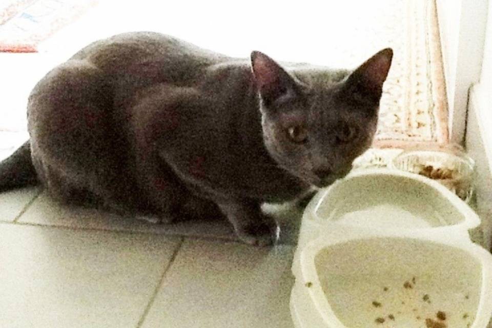 Ritrovato un gatto a Lugano