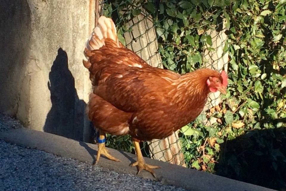 Chi ha perso una gallina a Melide?