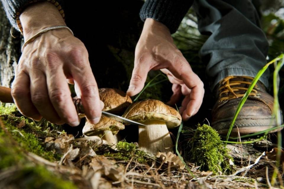 Torna il patentino per i fungiatt
