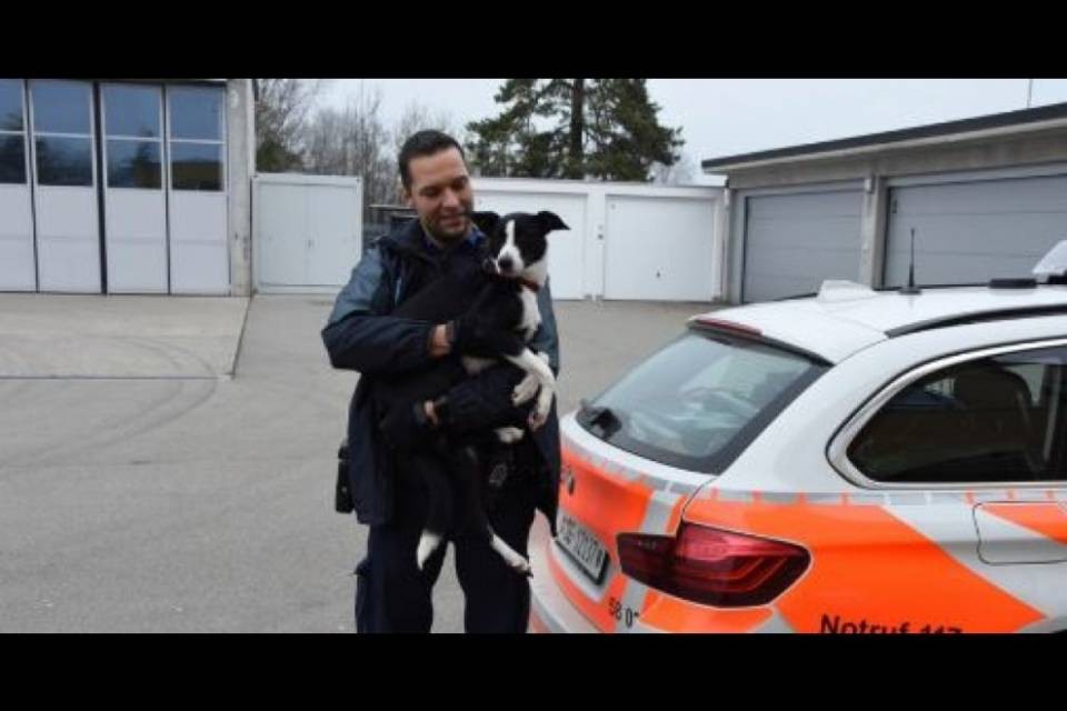 Cane salvato in autostrada, lunghe colonne sull'A1