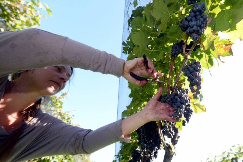 Vendemmia 2015, annata eccezionale