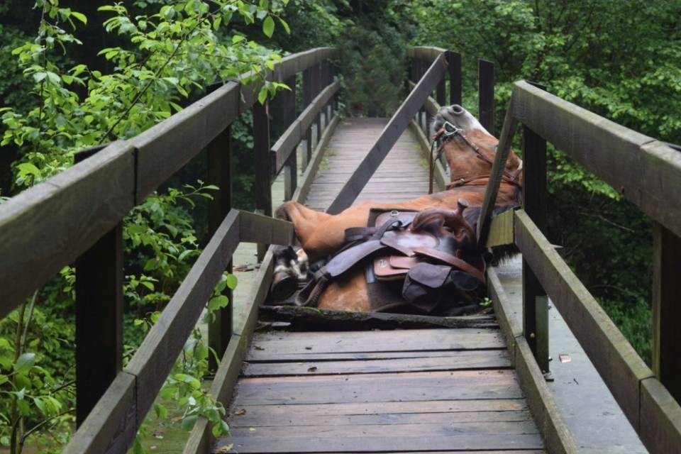 Cavallo sfonda un ponte di legno