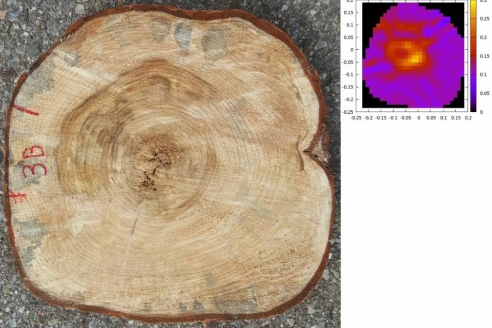 Tronchi d’albero senza segreti per la SUPSI