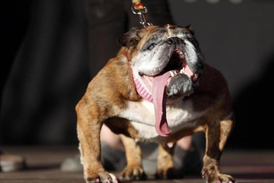 Un bulldog inglese eletto il cane più brutto del mondo