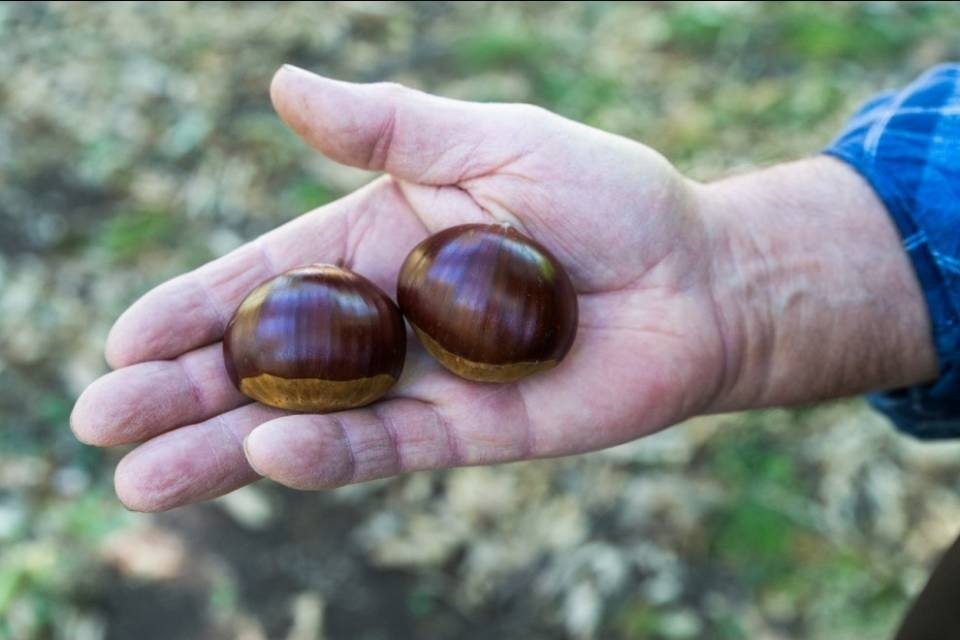 Castagne, le aspettative sono alte
