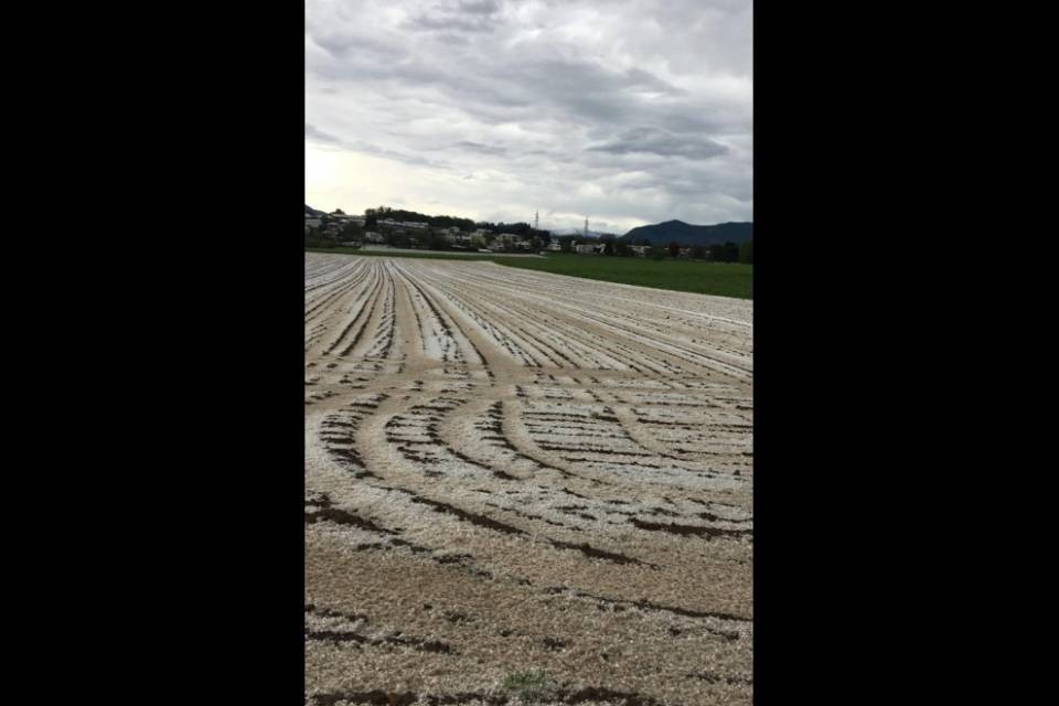 Grandine e bombe d’acqua danneggiano coltivazioni e strutture