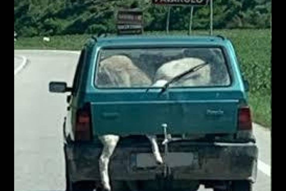 Fermato con sei pecore sulla sua Panda: "Non sapevo come portarle"