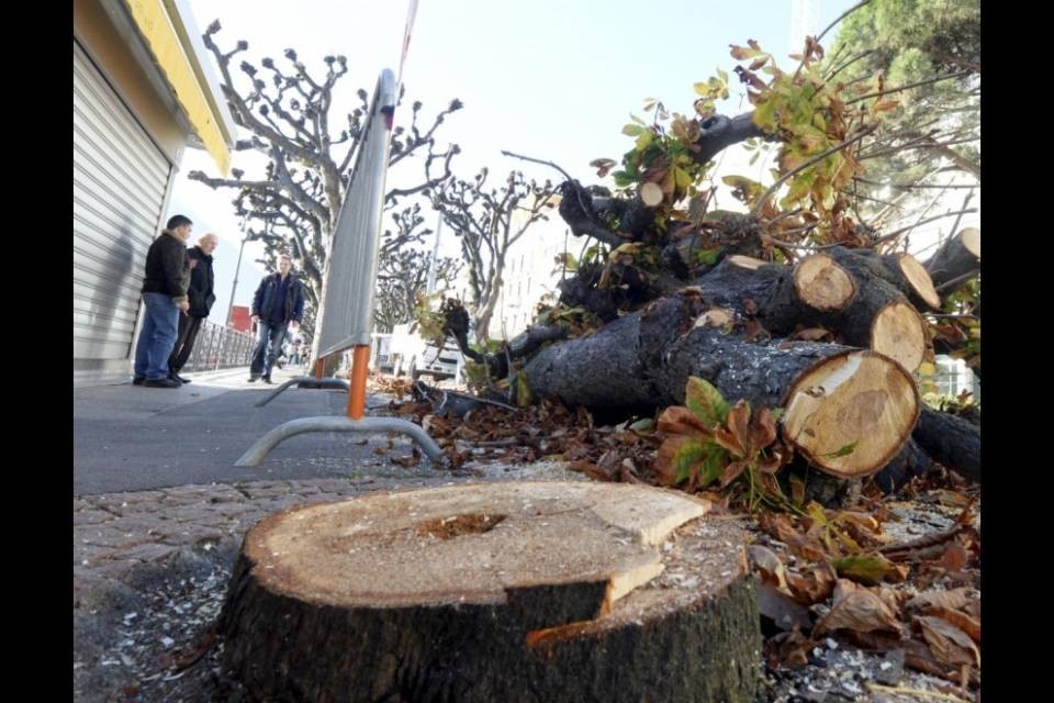 Alberi abbattuti, a Lugano cresce il dissenso