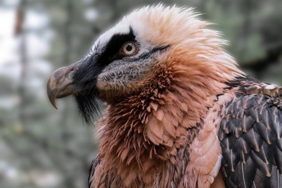 Il gipeto è morto dopo il combattimento con un'aquila