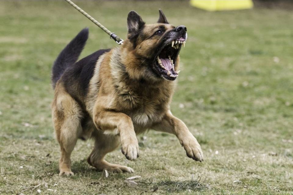 Sottufficiale sbranato dai propri cani