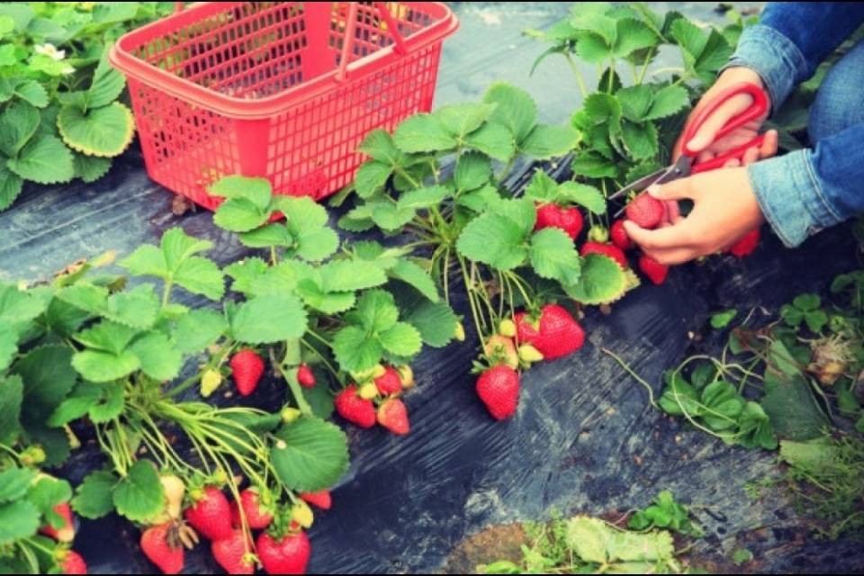 Aghi nelle fragole, è allarme in Australia