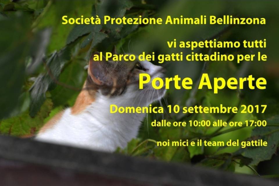 Gatti a gogò