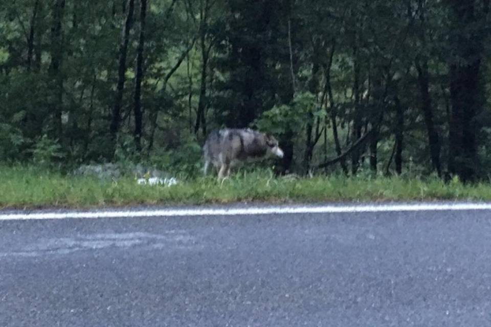 Lupo in Vallemaggia? No, è "un cane"