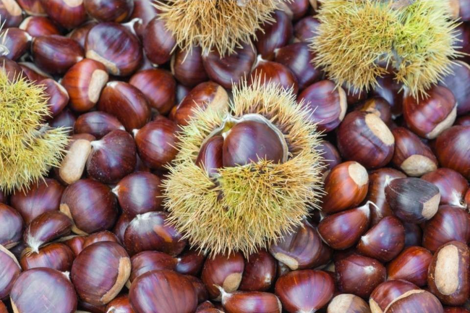 Avanti tutta con la raccolta di castagne