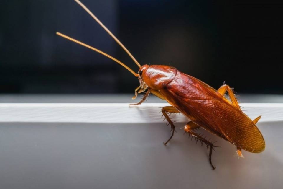 Guerra biologica agli scarafaggi