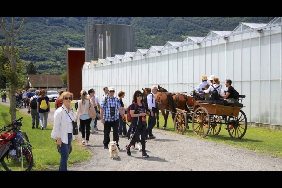 Omaggio al Ticino: torna Ti Ho Raccolto