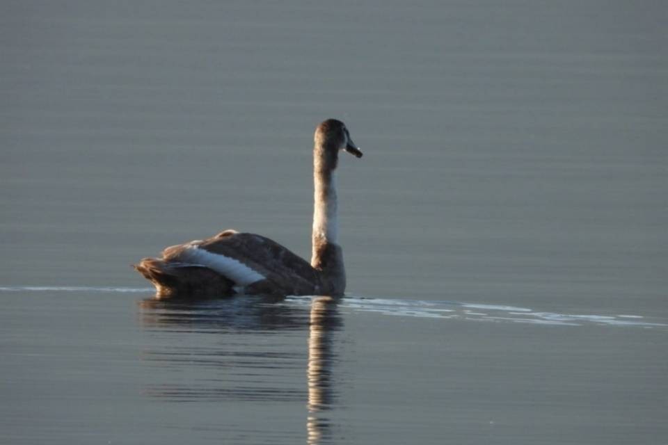Il cigno George torna a nuotare