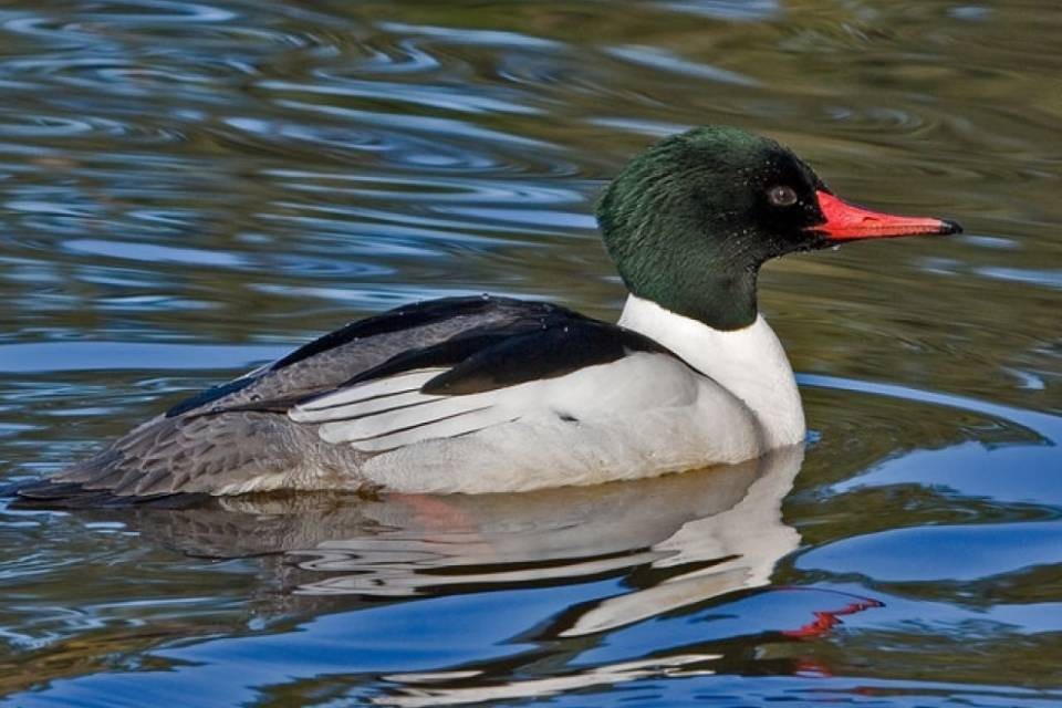 Dopo il cormorano, lo smergo minaccia i fiumi