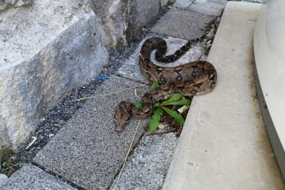 Boa ritrovato a Flüelen