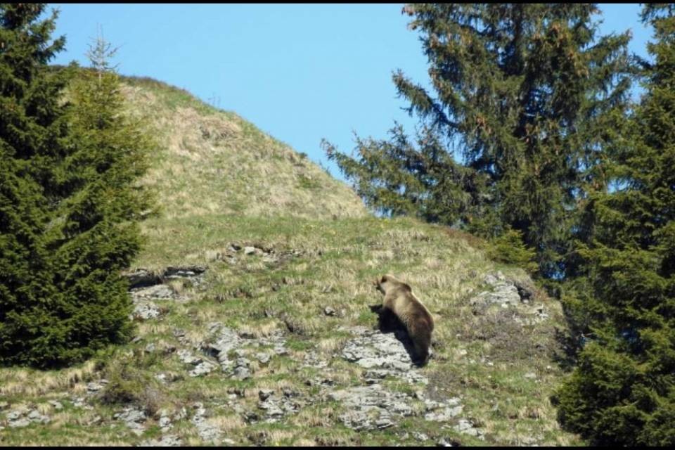 Avvistato un orso nel Canton Berna