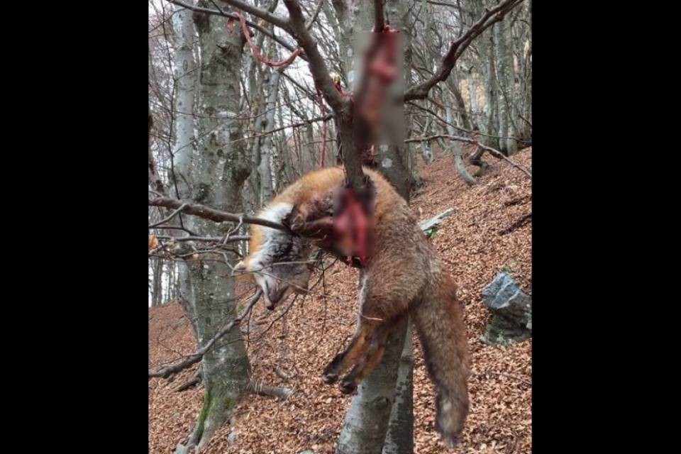 Truculento ritrovamento a Monteceneri