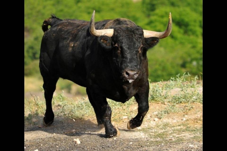 Pensionato ucciso da un toro
