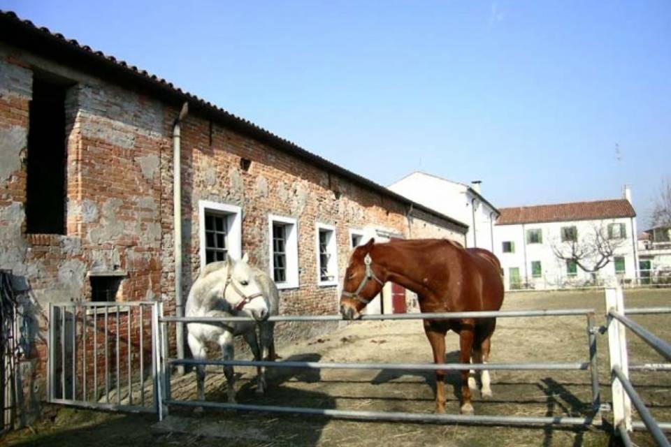 "Fattoria degli orrori" di Hefenhofen: altri 36 cavalli all'asta