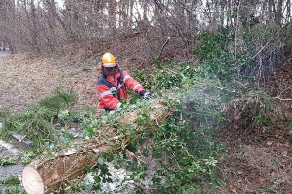 Burglind ha abbattuto decine di migliaia di alberi