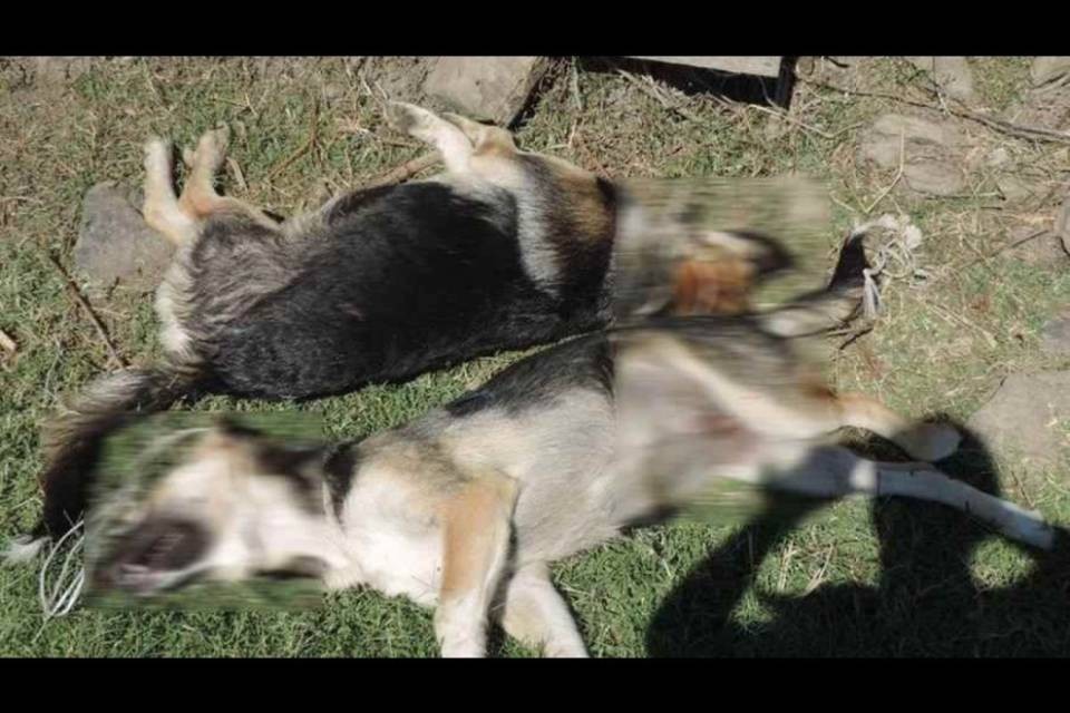 Orrore: due pastori impiccano due cani